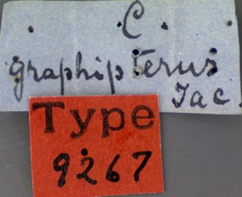 Media type: image; Entomology 9267   Aspect: labels
